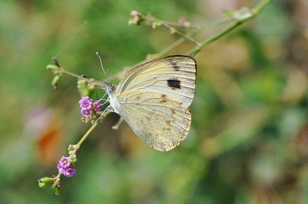 Dixeia doxo costata female